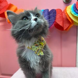 Golfball, young, available for adoption