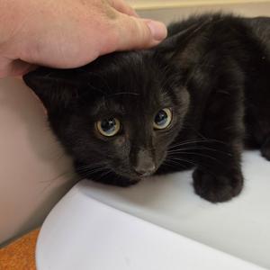 1_2_3_4_5, kitten, available for adoption