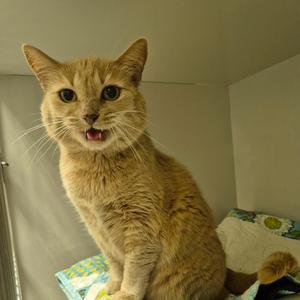 A ginger cat with wide eyes and an open mouth, sitting on a patterned blanket.