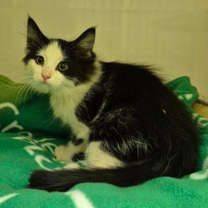 Buttercup, kitten, available for adoption