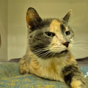 A close-up photograph of a calico cat looking to the right while resting on a textured blanket.