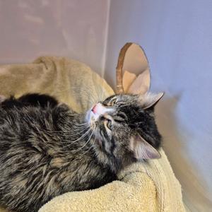 A tabby cat lying down on a fluffy blanket, looking to the right.