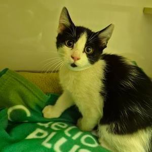 Blossom, kitten, available for adoption