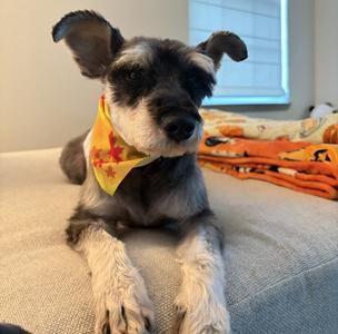Ky Courtesy Listing, Miniature Schnauzer, adult, available for adoption