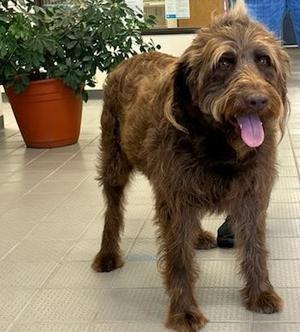 Spinner, Poodle (unknown type) / Labrador Retriever, adult, available for adoption