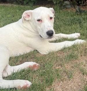 Lulu, Labrador Retriever, young, available for adoption