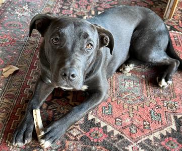 Scout courtesy listing, Pit Bull Terrier, adult, available for adoption