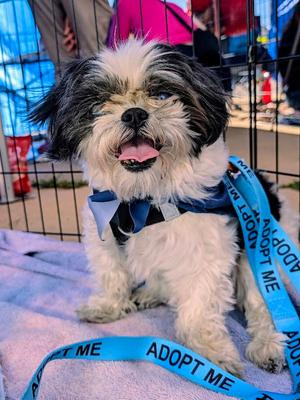 Panda, Shih Tzu, adult, available for adoption