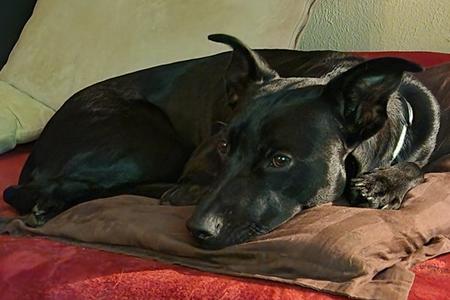 Petra Courtesy Listing, German Shorthaired Pointer / Pit Bull Terrier, adult, available for adoption