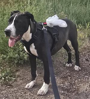 Liam, Boxer / Pit Bull Terrier, puppy, available for adoption
