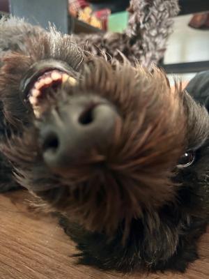 Chloe, Labrador Retriever / Poodle (unknown type), adult, available for adoption