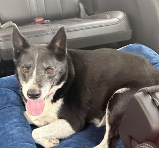 Rocky Courtesy Listing, Border Collie, senior, available for adoption