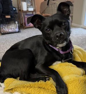Norma Courtesy Listing, Jack Russell Terrier / Pug, adult, available for adoption