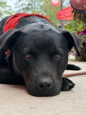 Betty, Black Labrador Retriever, adult, available for adoption