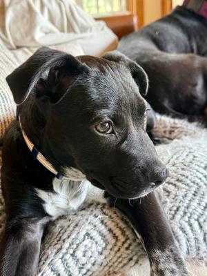 Leo, Labrador Retriever / Pit Bull Terrier, puppy, available for adoption