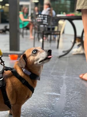 Mia, Dachshund, adult, available for adoption