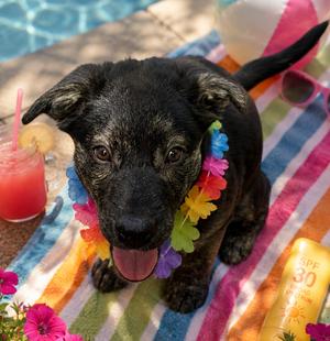 England, Labrador Retriever, puppy, available for adoption