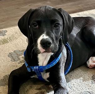 Winter, Labrador Retriever / Hound, puppy, available for adoption