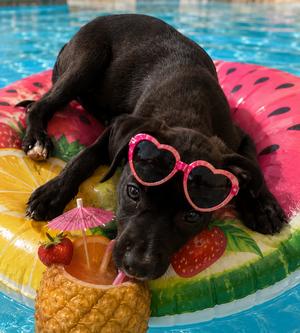 Eleanor, Labrador Retriever, puppy, available for adoption
