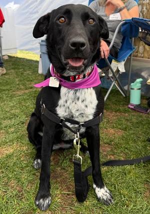 Molly, Australian Cattle Dog/Blue Heeler, adult, available for adoption
