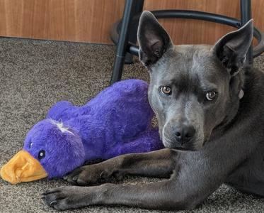 Grey, Blue Lacy, young, available for adoption