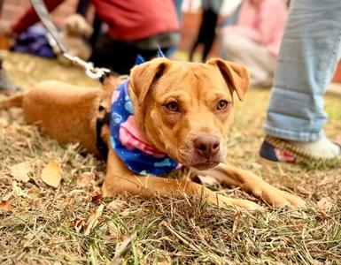 Jean, American Staffordshire Terrier, puppy, available for adoption
