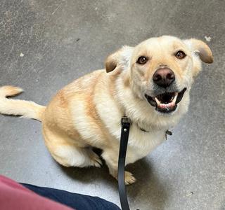 A happy yellow dog sitting on the floor, looking up with its mouth open and tongue out, wearing a black leash.