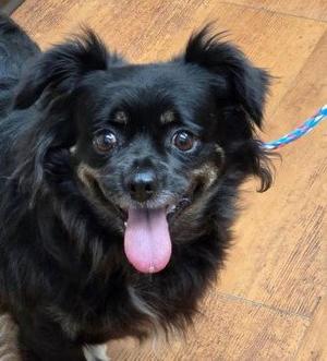 Carly, Spaniel, adult, available for adoption