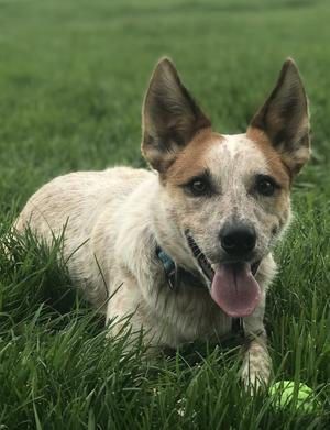 Kitsune Courtsey Listing, Australian Cattle Dog/Blue Heeler, adult, available for adoption
