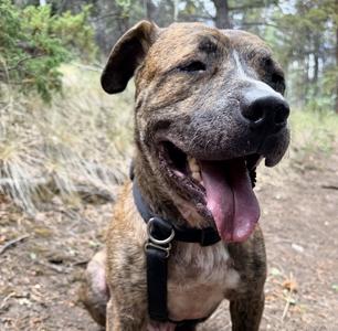 Jericho, American Staffordshire Terrier, adult, available for adoption