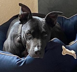 Elijah Courtesy Listing, Pit Bull Terrier, adult, available for adoption
