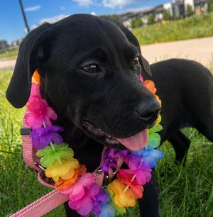 Etta Mae, Labrador Retriever, puppy, available for adoption