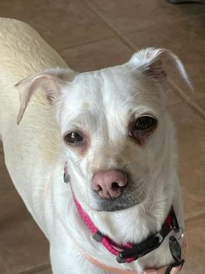 Emma, Chihuahua, adult, available for adoption
