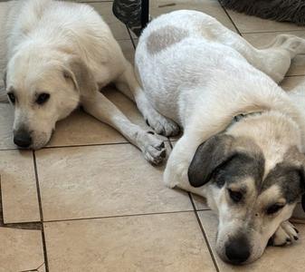 Two dogs resting on a tiled floor