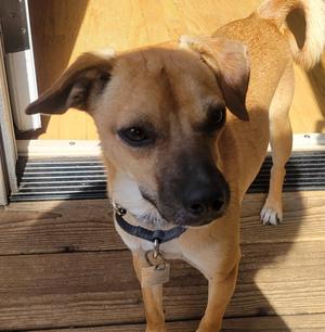 Bobby, Chihuahua, adult, available for adoption