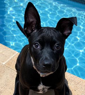 Chai, Labrador Retriever / Pit Bull Terrier, puppy, available for adoption