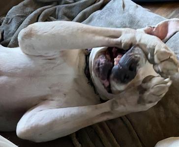 Iggy Courtesy Listing, Pit Bull Terrier, senior, available for adoption