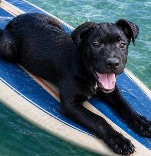 Piper (Lab), Labrador Retriever, puppy, available for adoption