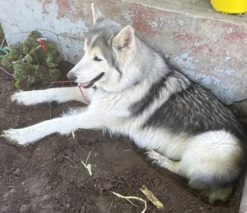Enzo Ferrari Courtesy Listing, Husky, adult, available for adoption