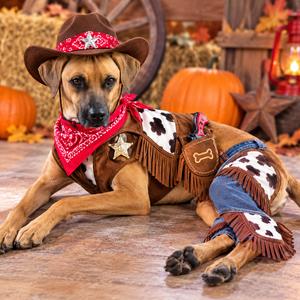 Devin, Hound, adult, available for adoption