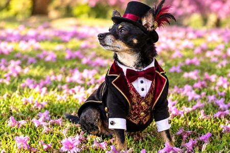 Kennedy, Chihuahua / Terrier, adult, available for adoption