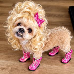 Dolly Pawton, Shih Tzu, adult, available for adoption