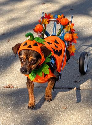 Coyote, Terrier, adult, available for adoption