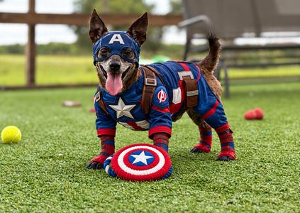 Dewey, Chihuahua, adult, available for adoption