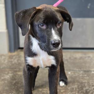 a black and white puppy with floppy ears standing on a concrete surface