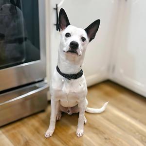 Shire, Terrier, young, available for adoption