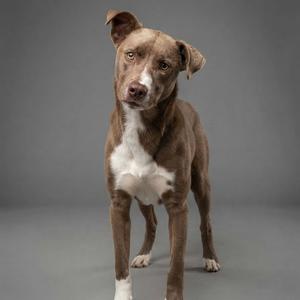 A brown and white dog standing on a gray background.