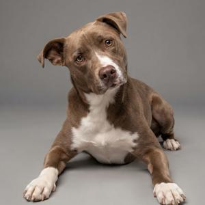 A brown and white dog lying down on a gray background.