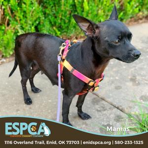 Mamas, Chihuahua, Short Coat, young, available for adoption
