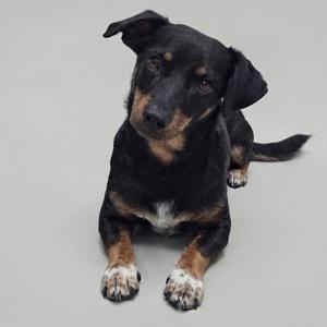 A black and brown dog with white paws lying on a gray background.